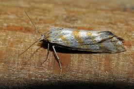 Attēlu rezultāti vaicājumam “Aethes margaritana”