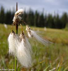 Attēlu rezultāti vaicājumam “Eriophorum latifolium fruit”