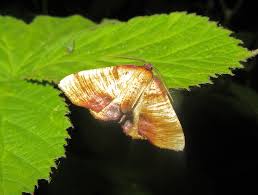 Attēlu rezultāti vaicājumam “Plagodis dolabraria”