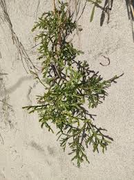 Attēlu rezultāti vaicājumam “Cakile maritima subsp. baltica leaf”