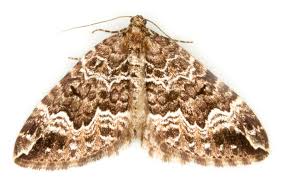 Attēlu rezultāti vaicājumam “Lampropteryx suffumata”