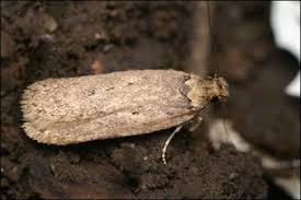 Attēlu rezultāti vaicājumam “Depressaria olerella imago”