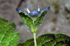 Attēlu rezultāti vaicājumam “Veronica persica fruit”