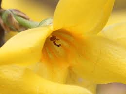 Attēlu rezultāti vaicājumam “Forsythia viridissima flower”