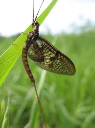 Attēlu rezultāti vaicājumam “Ephemera vulgata”