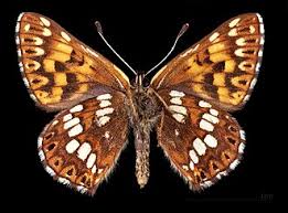 Attēlu rezultāti vaicājumam “Hamearis lucina underside”