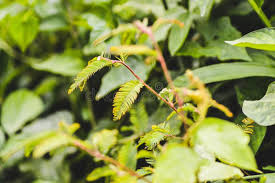 Image result for pohon semalu images