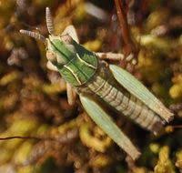 Attēlu rezultāti vaicājumam “Omocestus viridulus”