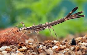 Attēlu rezultāti vaicājumam “Calopteryx virgo”