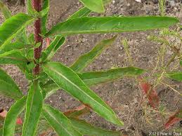 Attēlu rezultāti vaicājumam “Oenothera biennis leaf”