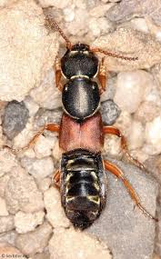 Attēlu rezultāti vaicājumam “Staphylinus erythropterus”