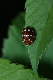 Attēlu rezultāti vaicājumam “Calvia quatuordecimguttata”