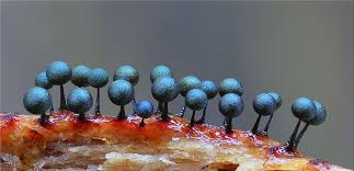 Attēlu rezultāti vaicājumam “Lamproderma violaceum”