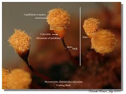 Attēlu rezultāti vaicājumam “Hemitrichia calyculata young”