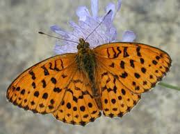 Attēlu rezultāti vaicājumam “Brenthis daphne underside”