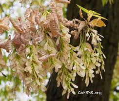 Attēlu rezultāti vaicājumam “Acer negundo female flower”