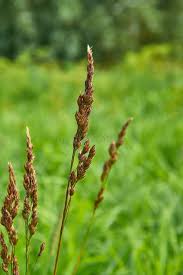 Attēlu rezultāti vaicājumam “Carex appropinquata leaf”