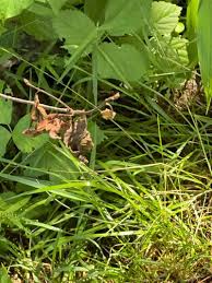 Attēlu rezultāti vaicājumam “Carex disperma”