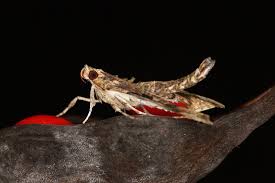 Attēlu rezultāti vaicājumam “Cribraria atrofusca macro”