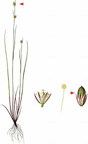 Attēlu rezultāti vaicājumam “Juncus stygius”