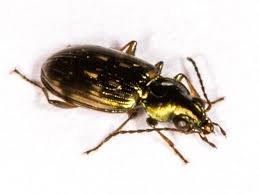 Attēlu rezultāti vaicājumam “Bembidion quadrimaculatum”