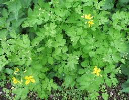 Image result for Chelidonium majus
