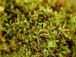 Attēlu rezultāti vaicājumam “Gyroweisia tenuis”