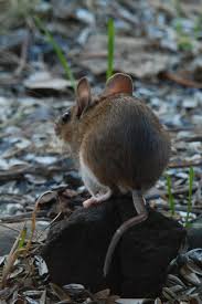 Attēlu rezultāti vaicājumam “Apodemus flavicollis”