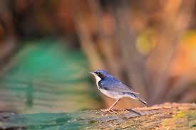 Image result for Luscinia cyane