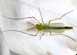 Attēlu rezultāti vaicājumam “Chironomidae”