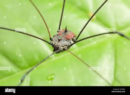 Attēlu rezultāti vaicājumam “Opiliones”