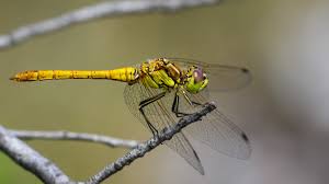 Attēlu rezultāti vaicājumam “Sympetrum vulgatum female”