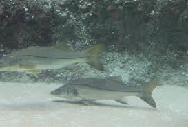 Image result for Centropomus undecimalis