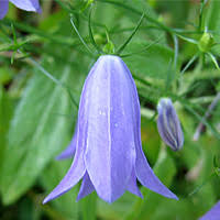 Image result for Tanacetum parthenium 'Tetraweiss'