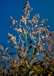 Attēlu rezultāti vaicājumam “Lepidium latifolium”