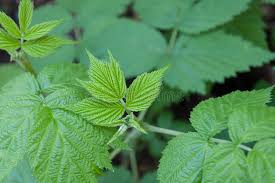 Attēlu rezultāti vaicājumam “Rubus idaeus leaf”