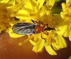 Attēlu rezultāti vaicājumam “Bibionidae”
