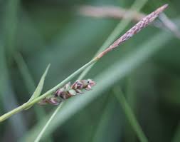 Attēlu rezultāti vaicājumam “Carex panicea flower”