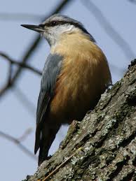 Image result for Sitta europaea