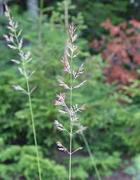 Attēlu rezultāti vaicājumam “Calamagrostis canescens”