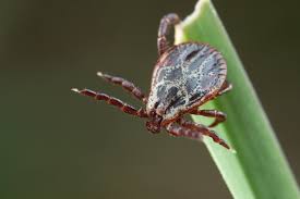 Attēlu rezultāti vaicājumam “Dermacentor reticulatus”