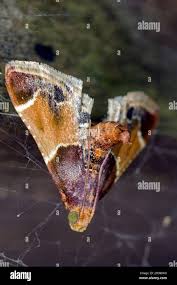 Attēlu rezultāti vaicājumam “Pyralis farinalis”