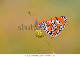 Attēlu rezultāti vaicājumam “Melitaea diamina underside”