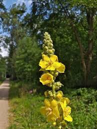Attēlu rezultāti vaicājumam “Verbascum nigrum flower”