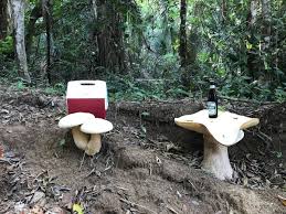 Image result for macrocybe titans