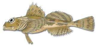 Image result for Myoxocephalus octodecemspinosus