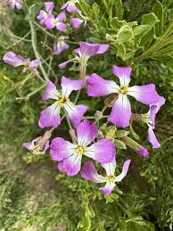 Image result for Raphanus sativus ssp. Oleiformes