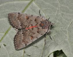 Attēlu rezultāti vaicājumam “Catocala pacta”