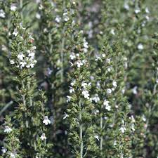 Image result for Bohnenkraut