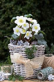 Image result for Christrose